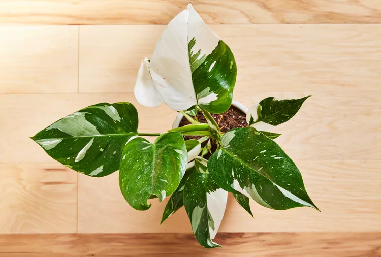 فیلودندرون وایت پرنسس philodendron white princess