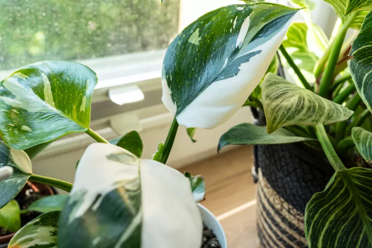 فیلودندرون وایت پرنسس philodendron white princess