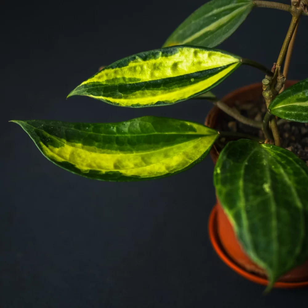 هویا ماکروفیلا Hoya Macrophylla