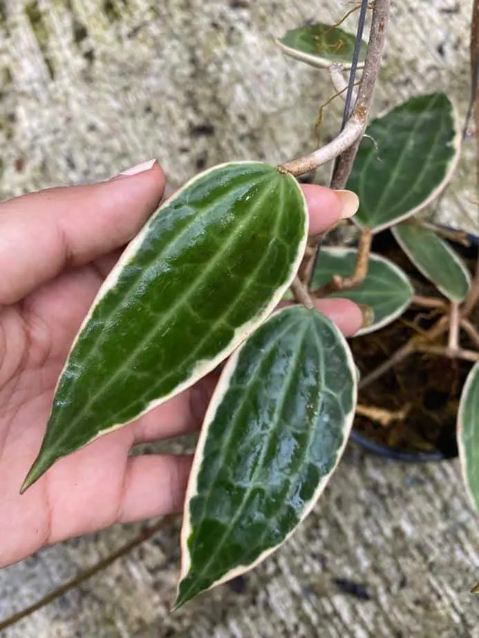 هویا ماکروفیلا Hoya Macrophylla