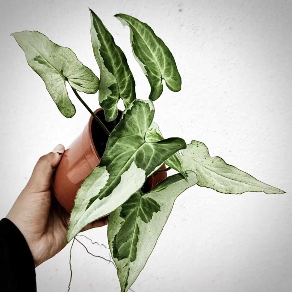 سینگونیوم تری کینگز