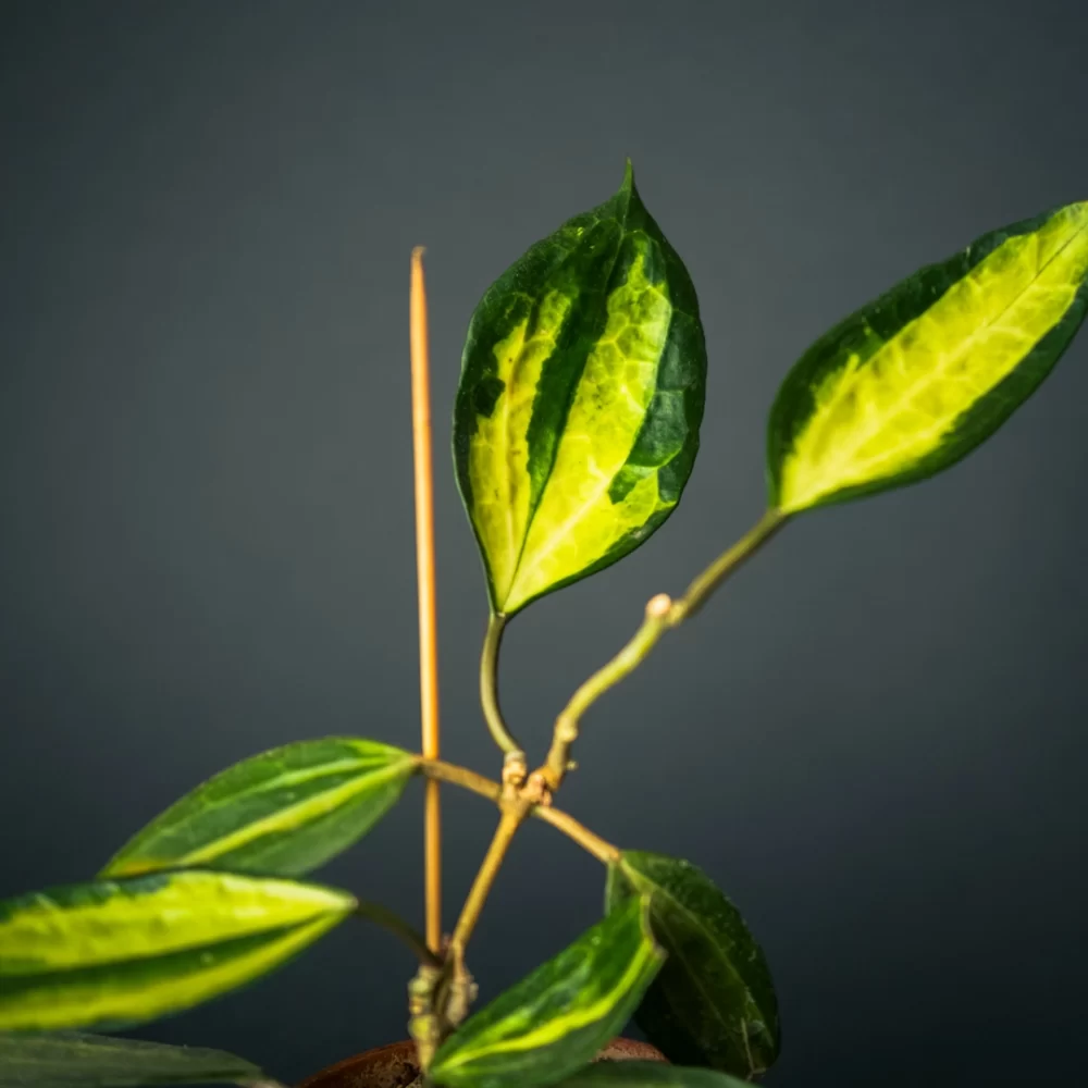 هویا ماکروفیلا Hoya Macrophylla