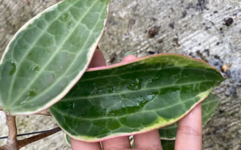 هویا ماکروفیلا Hoya Macrophylla