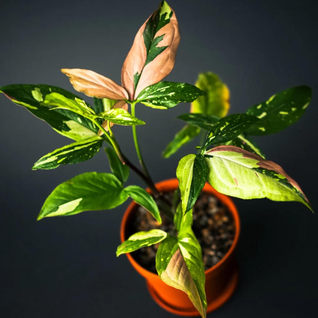 سینگونیوم رد اسپات تری کالر