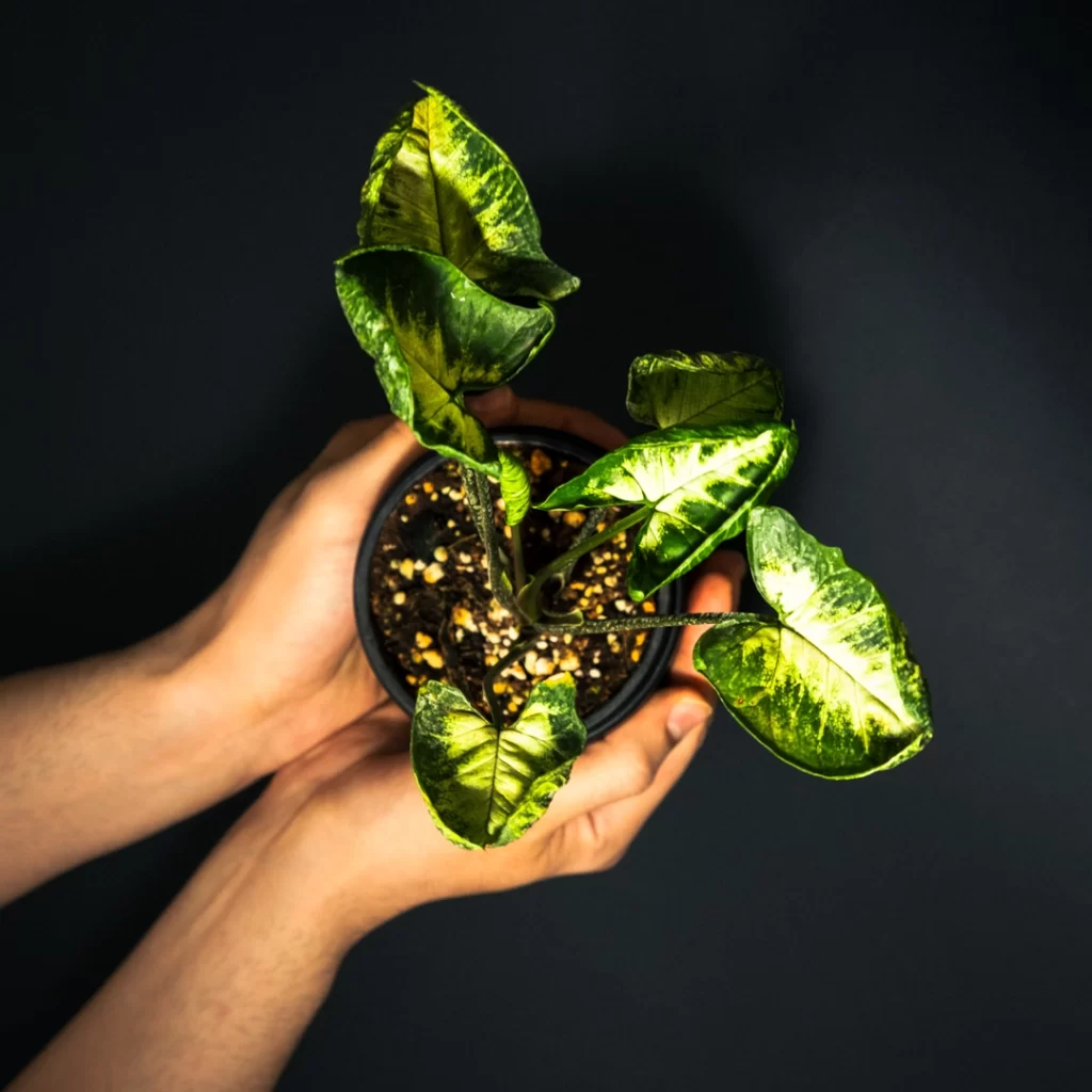 سینگونیوم گودزیلا