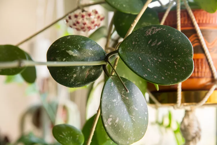 هوایا ابواتا Hoya Obovata