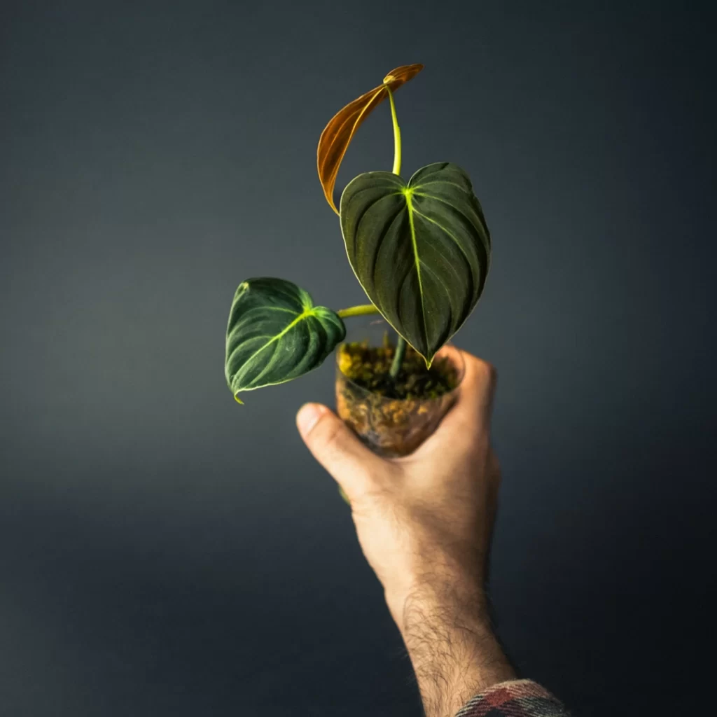 03 Philodendron melano فیلودندرون ملانو کریسوم