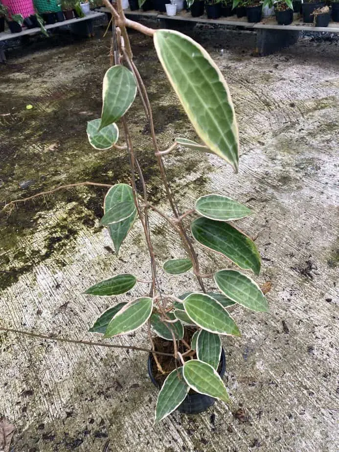 هویا ماکروفیلا Hoya Macrophylla