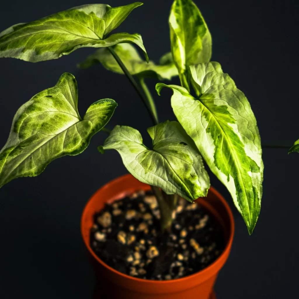 سینگونیوم تری کینگز 16 سینگونیوم تری کینگز