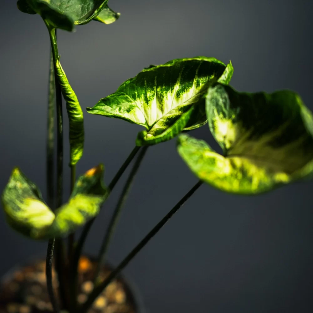 سینگونیوم گودزیلا Syngonium Godzilla