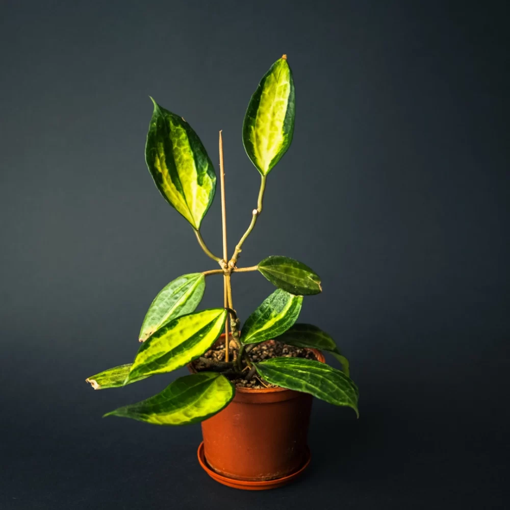 هویا ماکروفیلا Hoya Macrophylla