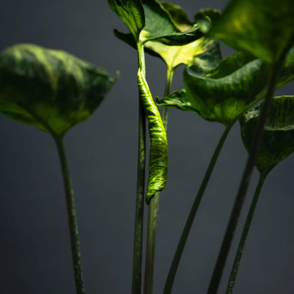 سینگونیوم گودزیلا Syngonium Godzilla