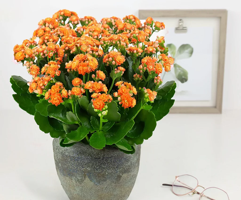 Kalanchoe plant راهنمای انتخاب گیاه برای منزل