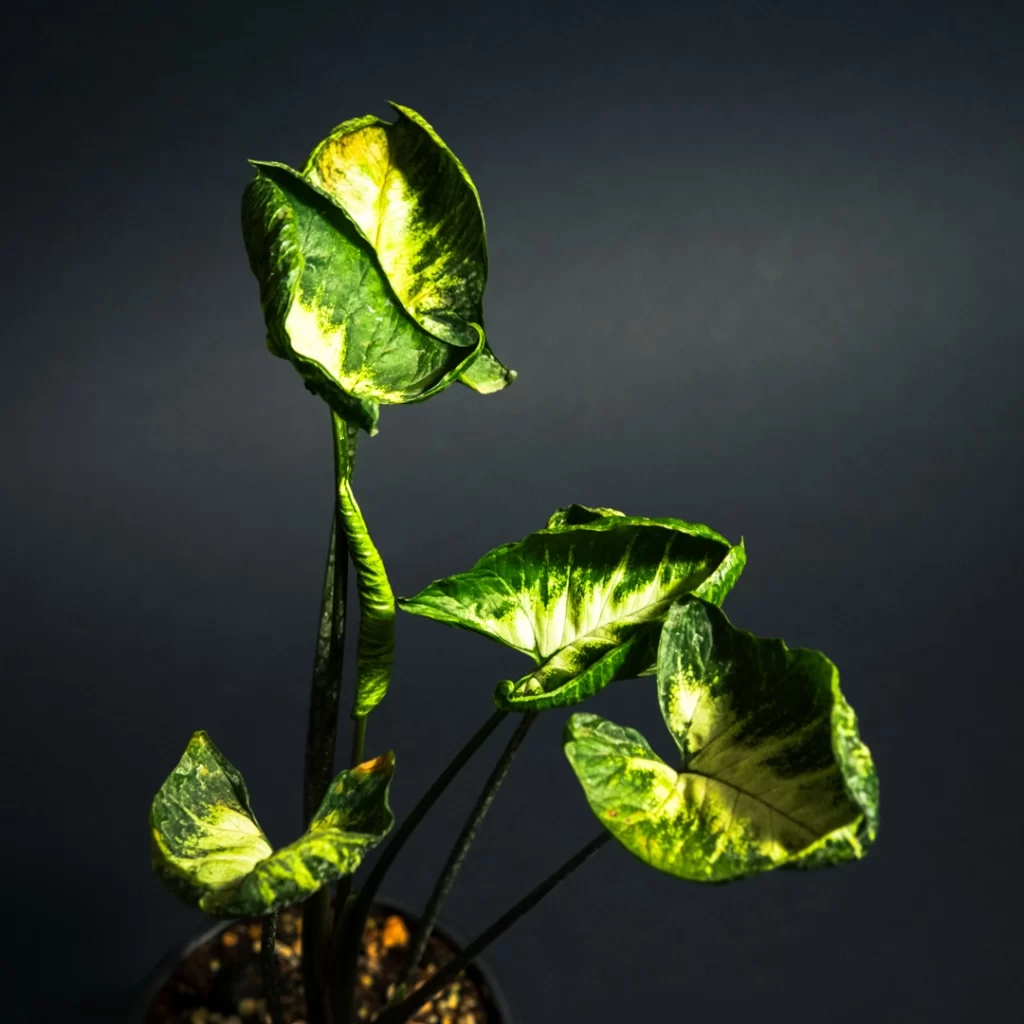 سینگونیوم گودزیلا