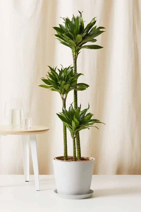 Dracaena plant راهنمای انتخاب گیاه برای منزل