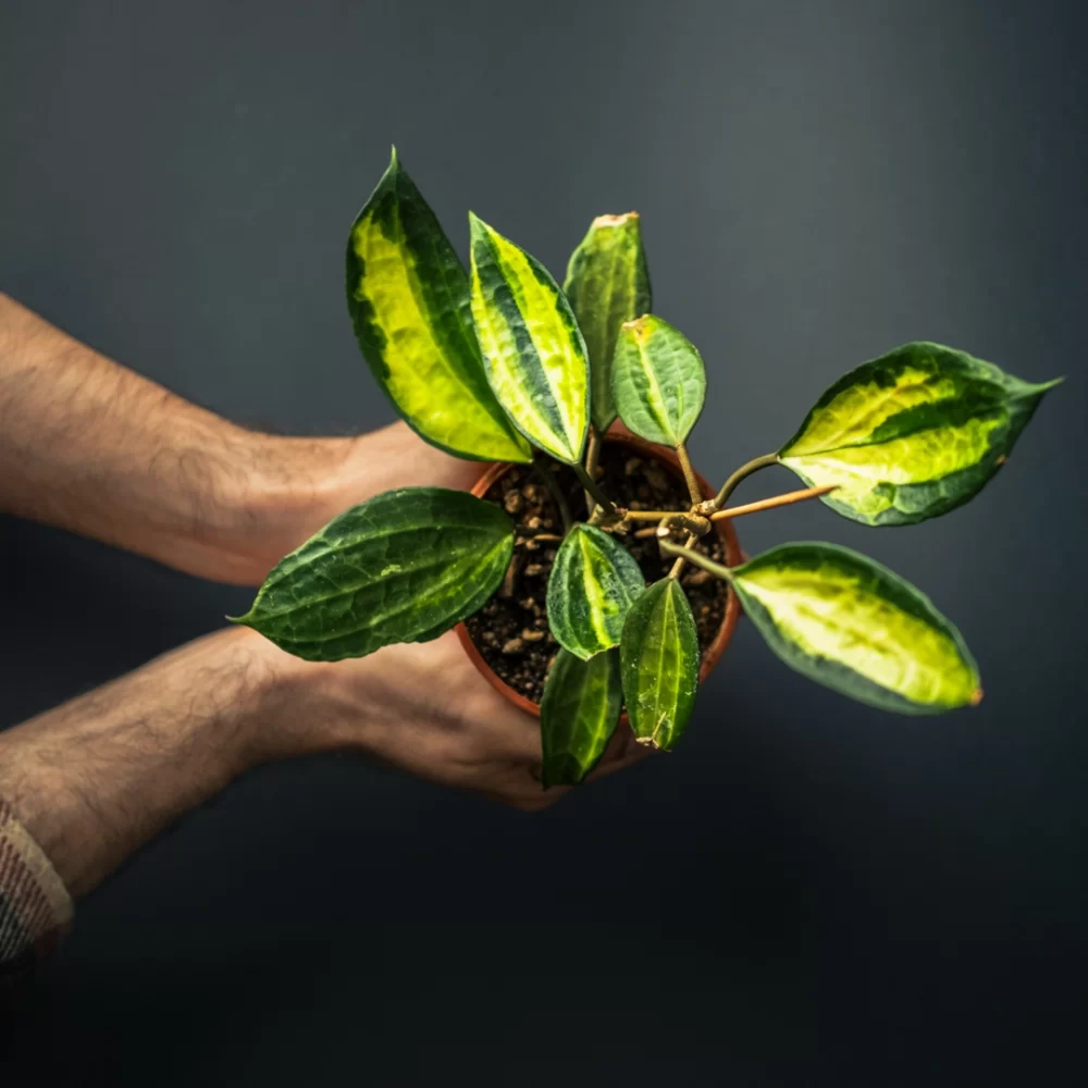 هویا ماکروفیلا Hoya Macrophylla