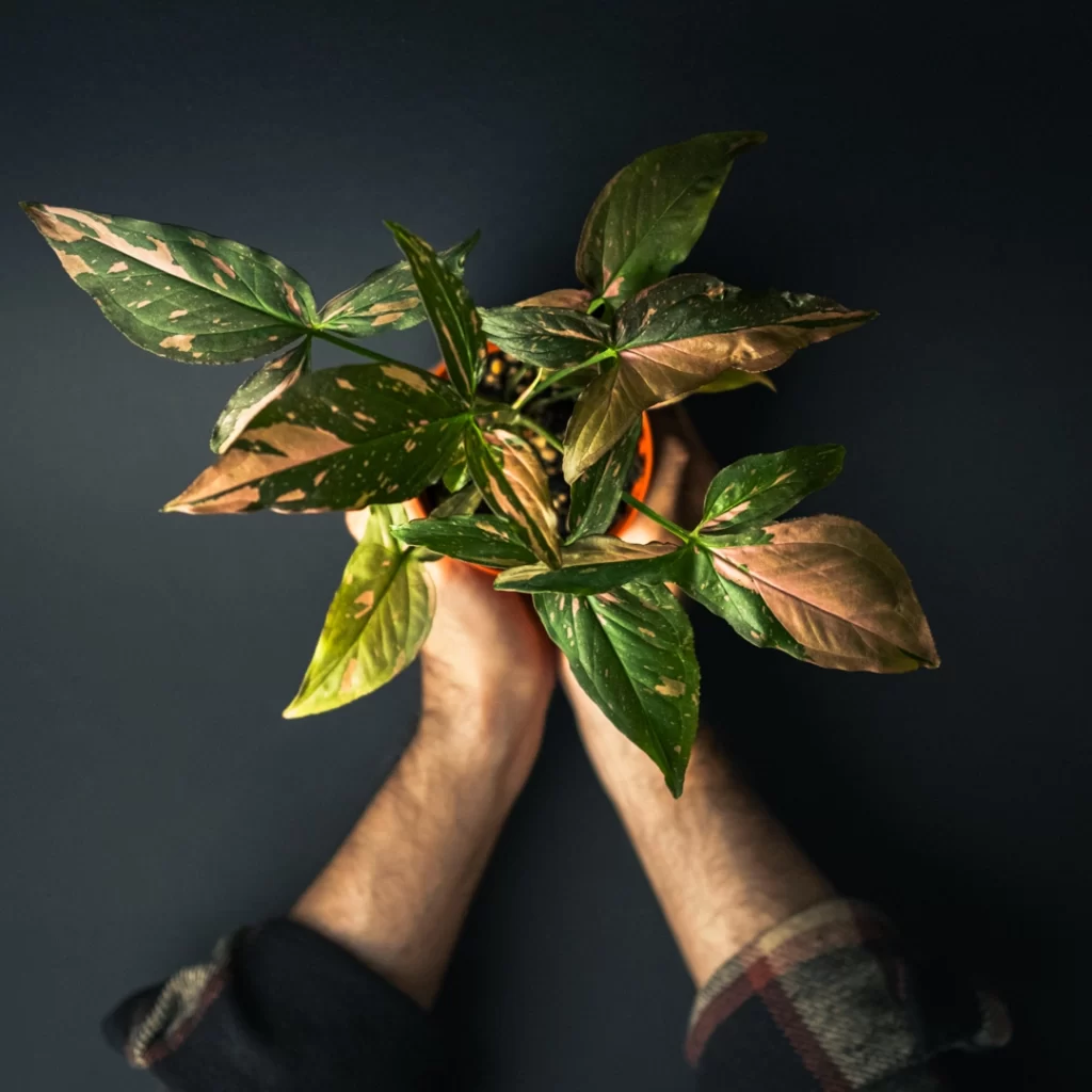 انواع سینگونیوم