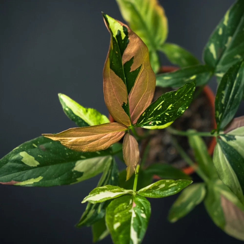 سینگونیوم رد اسپات تری کالر syngonium red spot tricolor