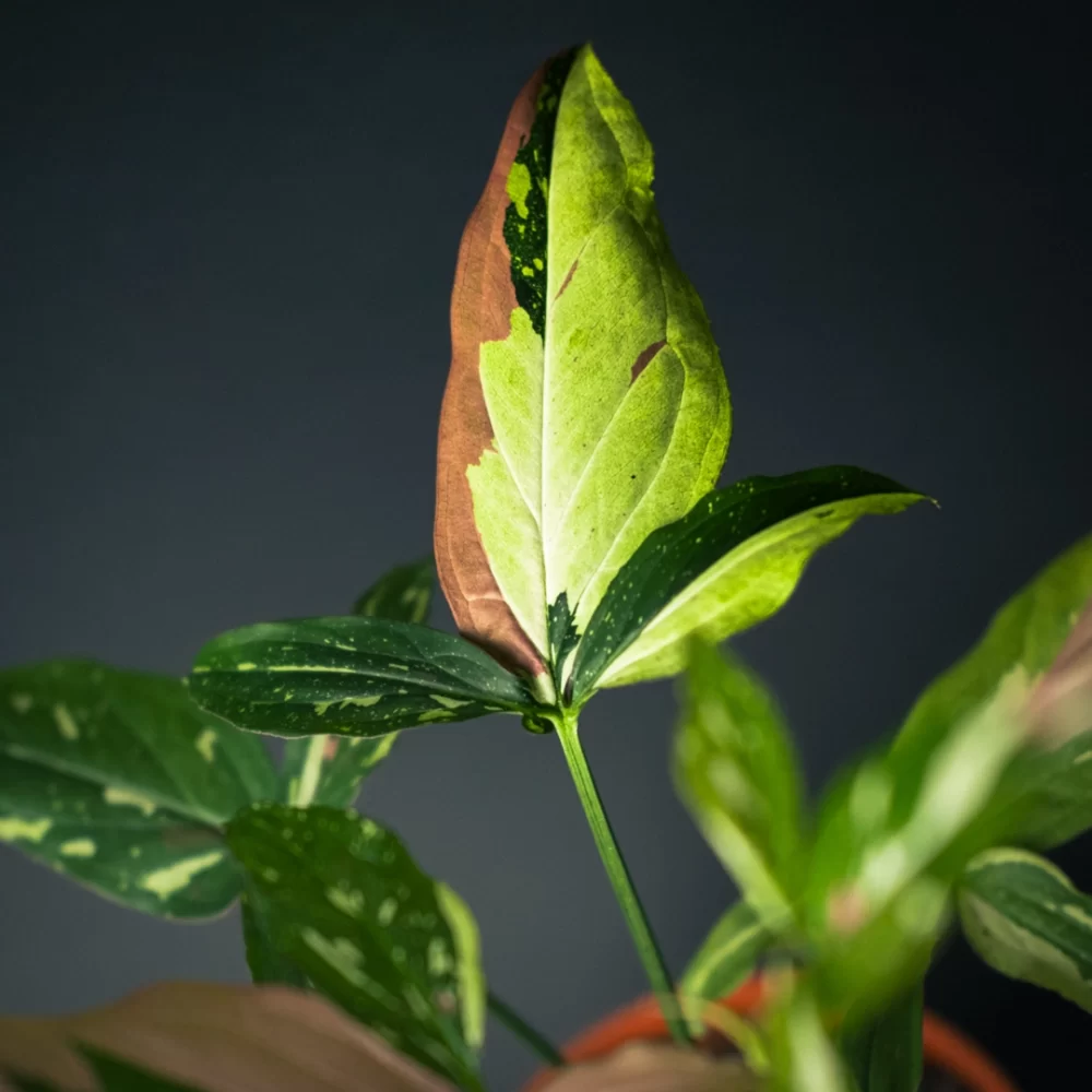 سینگونیوم رد اسپات تری کالر syngonium red spot tricolor