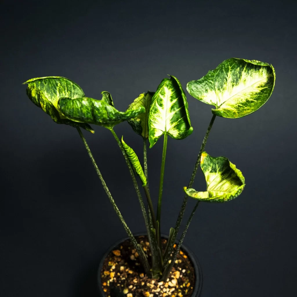 سینگونیوم گودزیلا