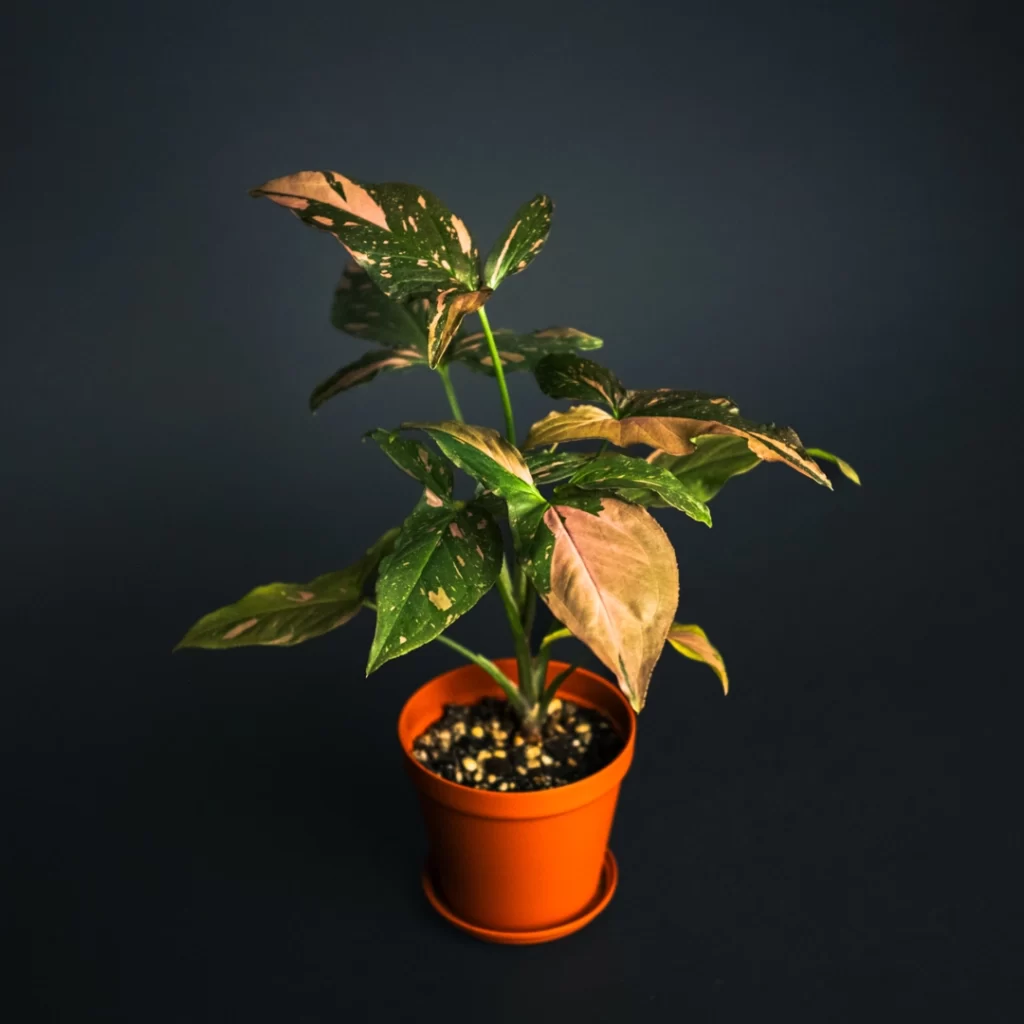 سینگونیوم پینک اسپلش