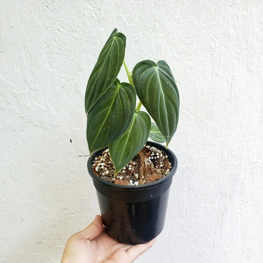 فیلودندرون ملانو کریسوم philodendron melanochrysum