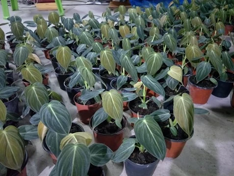 فیلودندرون ملانو کریسوم philodendron melanochrysum