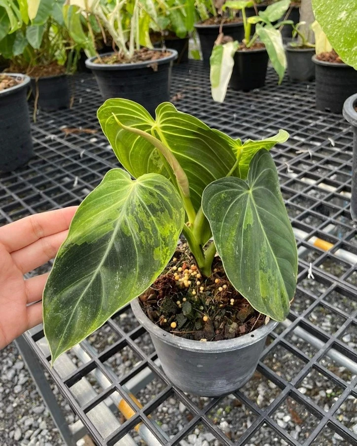 فیلودندرون ملانو کریسوم philodendron melanochrysum