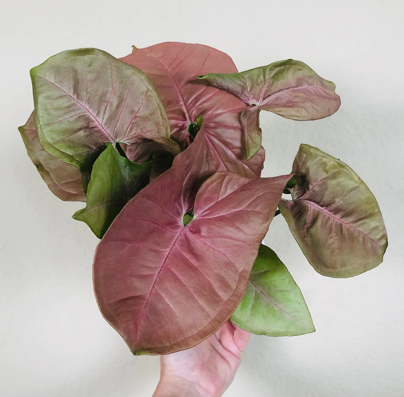 Syngonium Pink Allusion