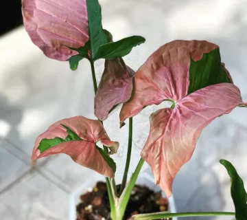 سینگونیوم Syngonium Pink Lava