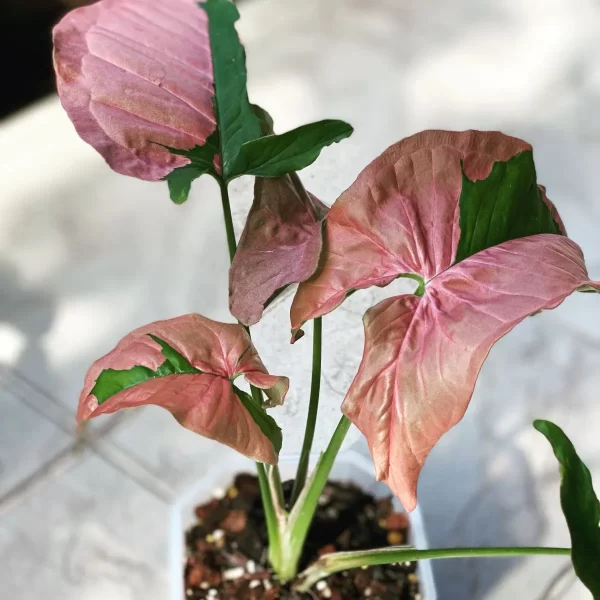 سینگونیوم Syngonium Pink Lava