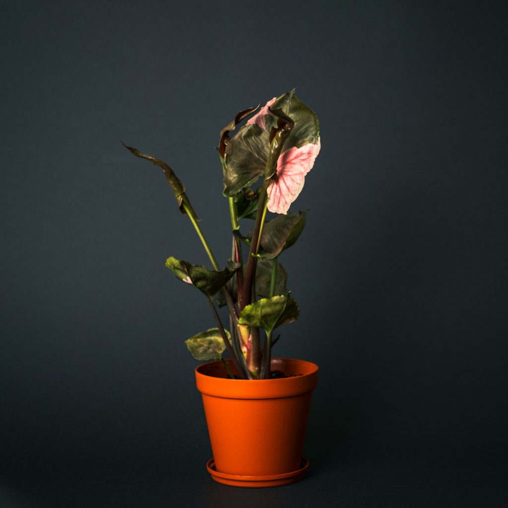 Syngonium Strawberry Ice large 03 سینگونیوم استرابری آیس