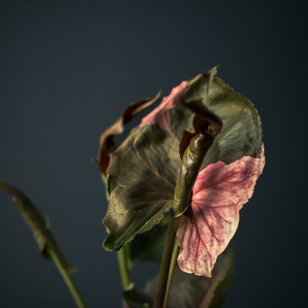 سینگونیوم استرابری آیس