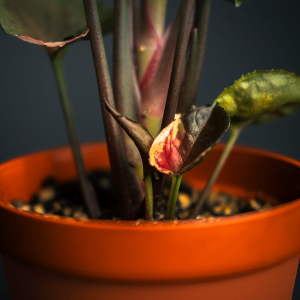 سینگونیوم استرابری آیس