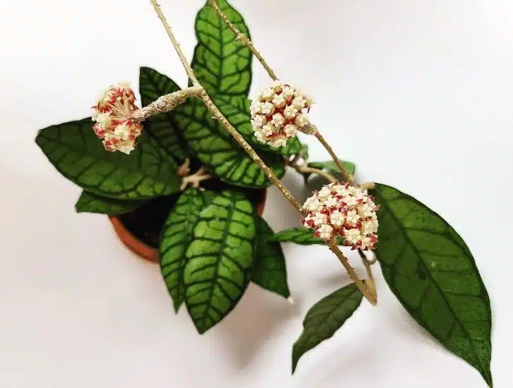 هویا کالیستوفیلا hoya callistophylla