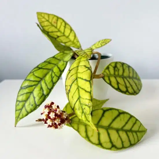 هویا کالیستوفیلا hoya callistophylla