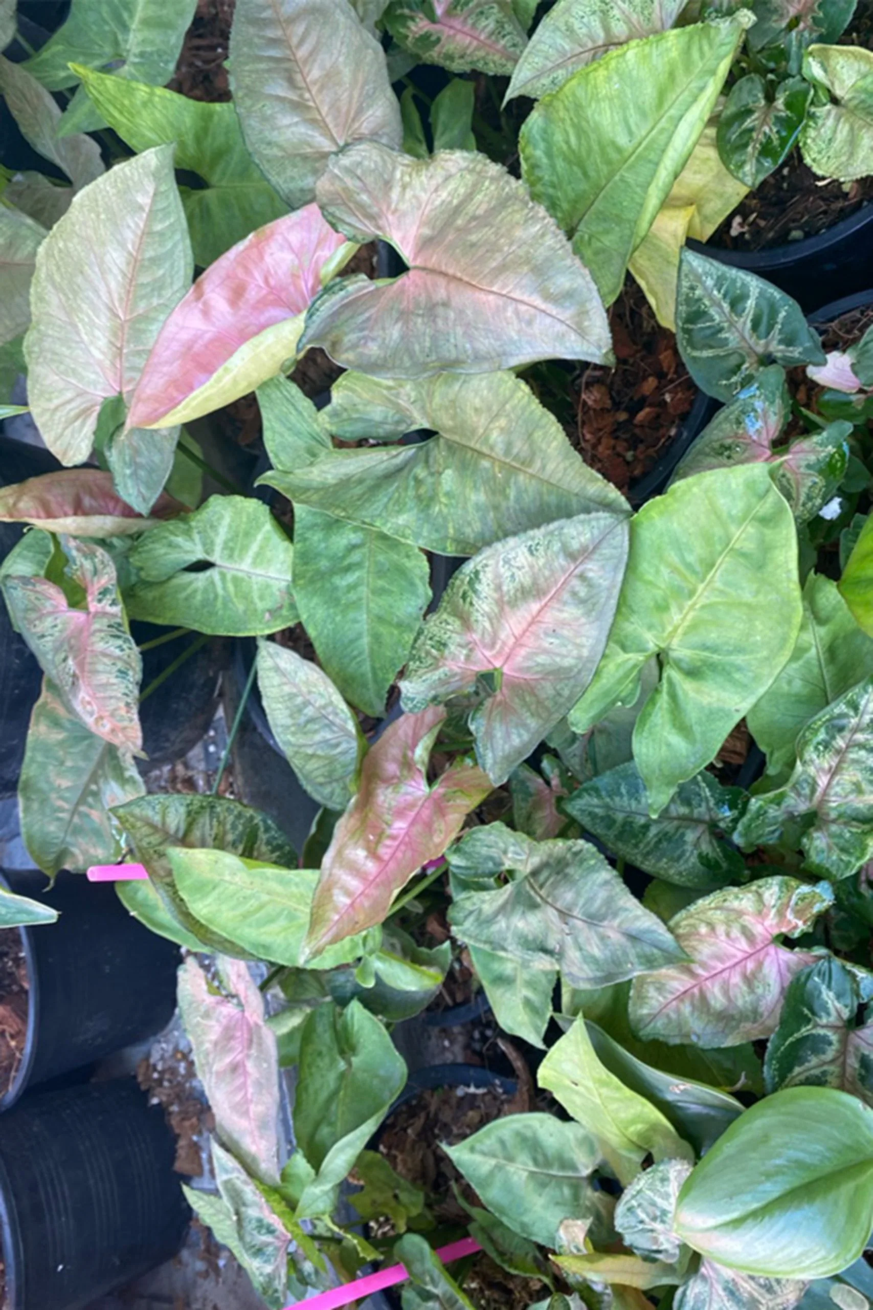 syngonium podophyllum Christmas