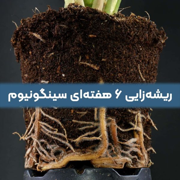 ریشه زایی سینگونیوم