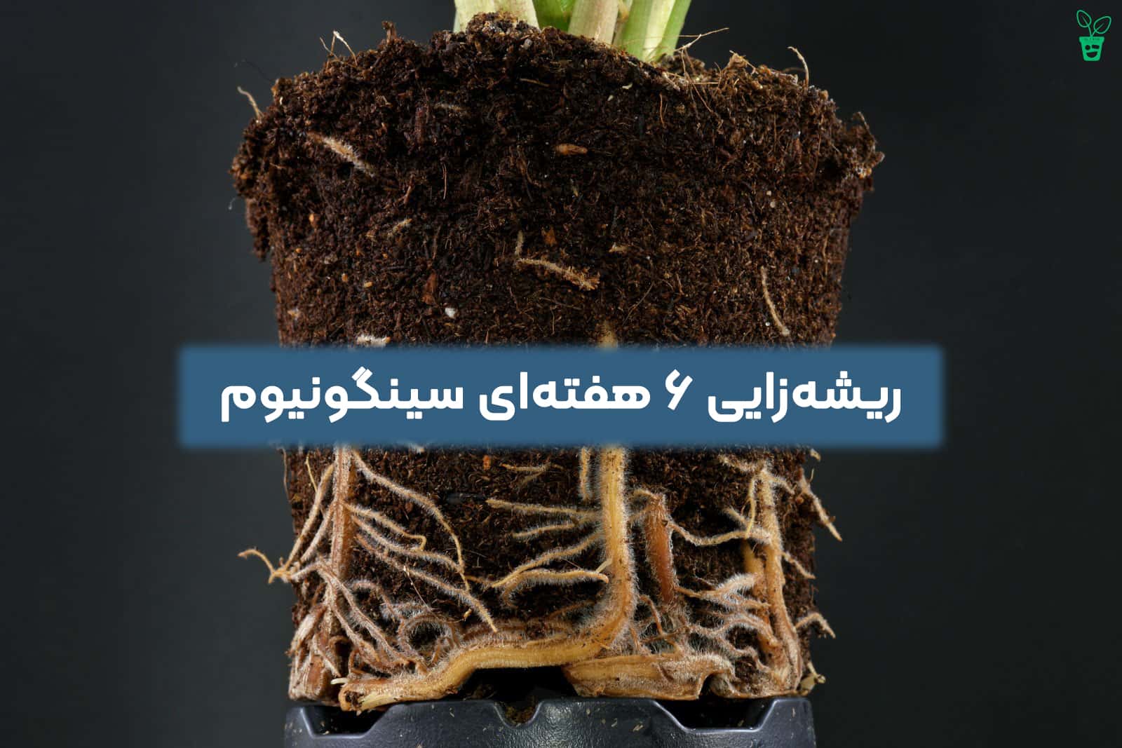 ریشه زایی سینگونیوم
