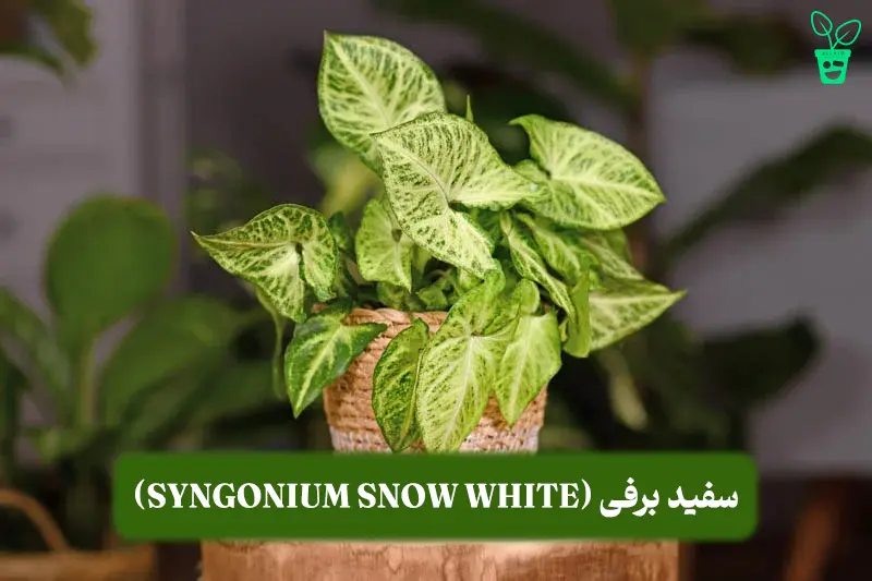 سفید برفی (Syngonium Snow White) سفید برفی (Syngonium Snow White)