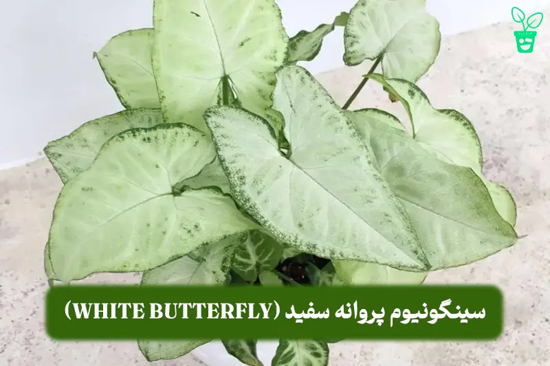 سینگونیوم پروانه سفید (Syngonium White Butterfly) پروانه سفید