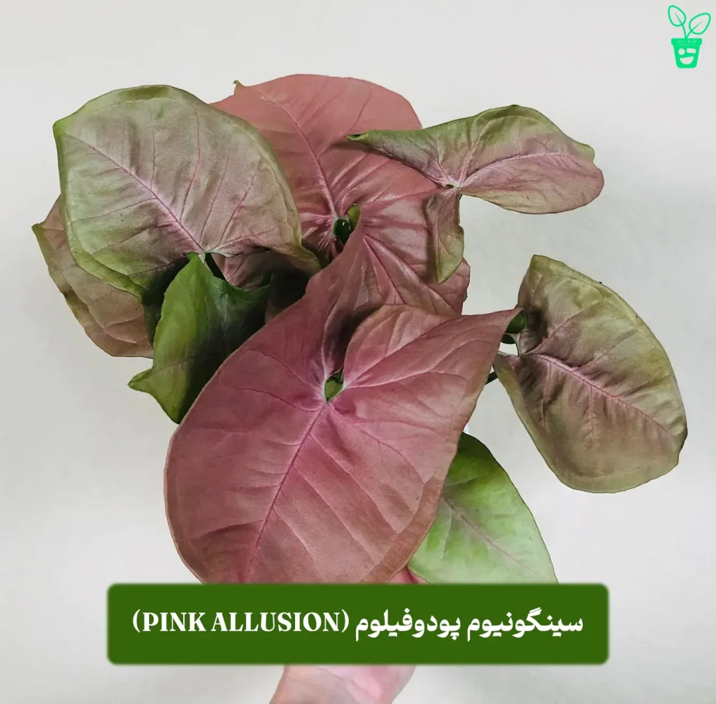 سینگونیوم پودوفیلوم (Syngonium podophyllum-Pink Allusion) سینگونیوم پودوفیلوم (Syngonium podophyllum-Pink Allusion)