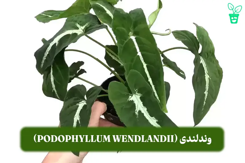 وندلندی (Syngonium podophyllum Wendlandii) وندلندی (Syngonium podophyllum Wendlandii)