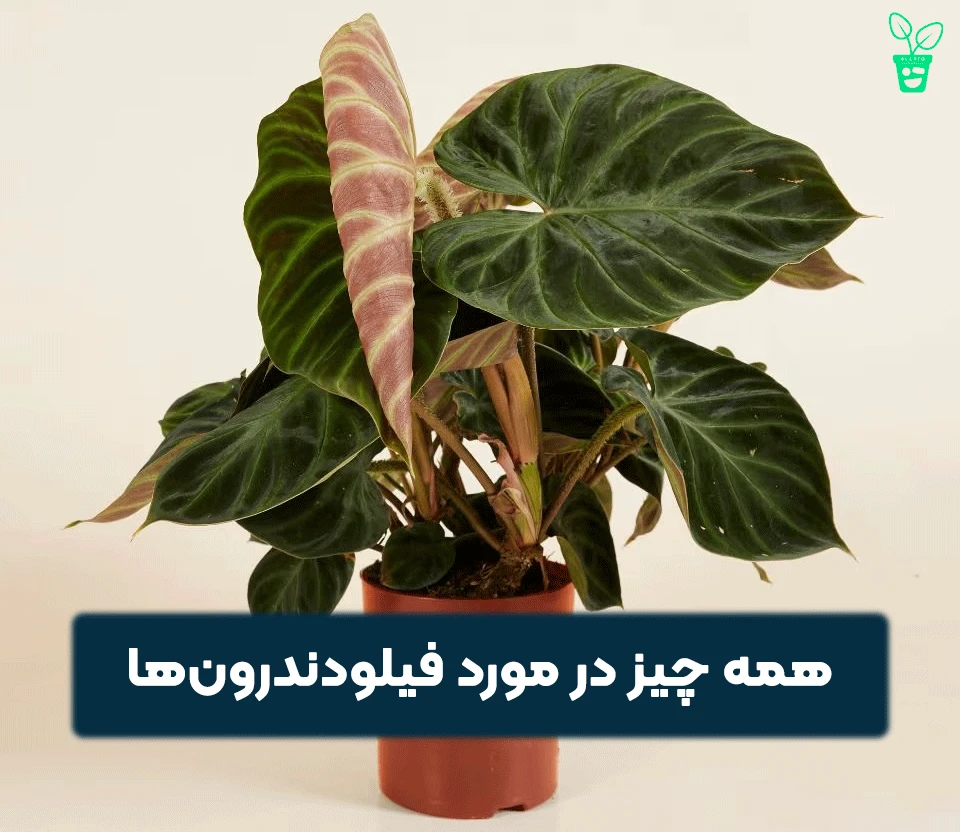 فیلودندرون