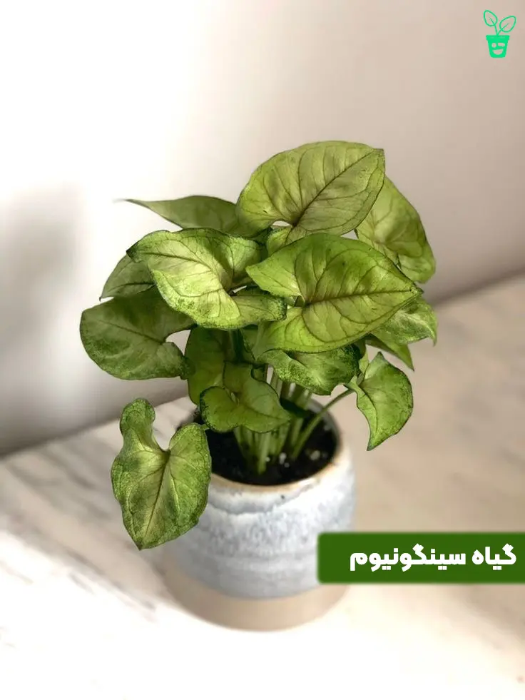 ۱۱۱ نگهداری از گیاه سینگونیوم
