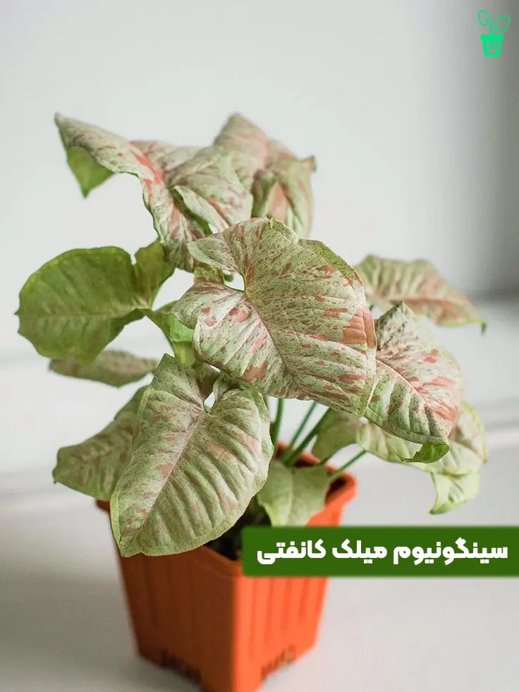 syngonium سینگونیوم میلک کانفیتی