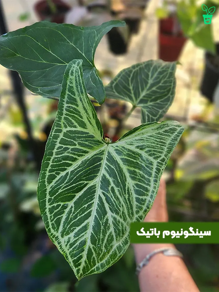 ۴۴۴ سینگونیوم باتیک