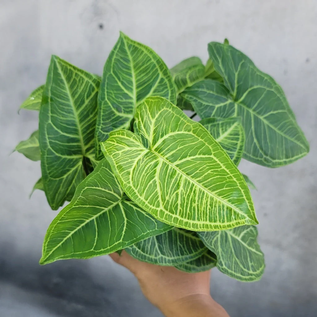 Syngonium Podophyllum Batik