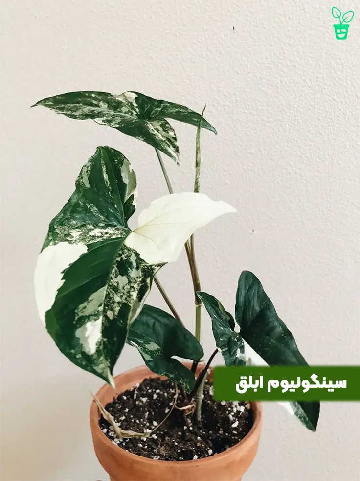 syngonium سینگونیوم گونه ابلق