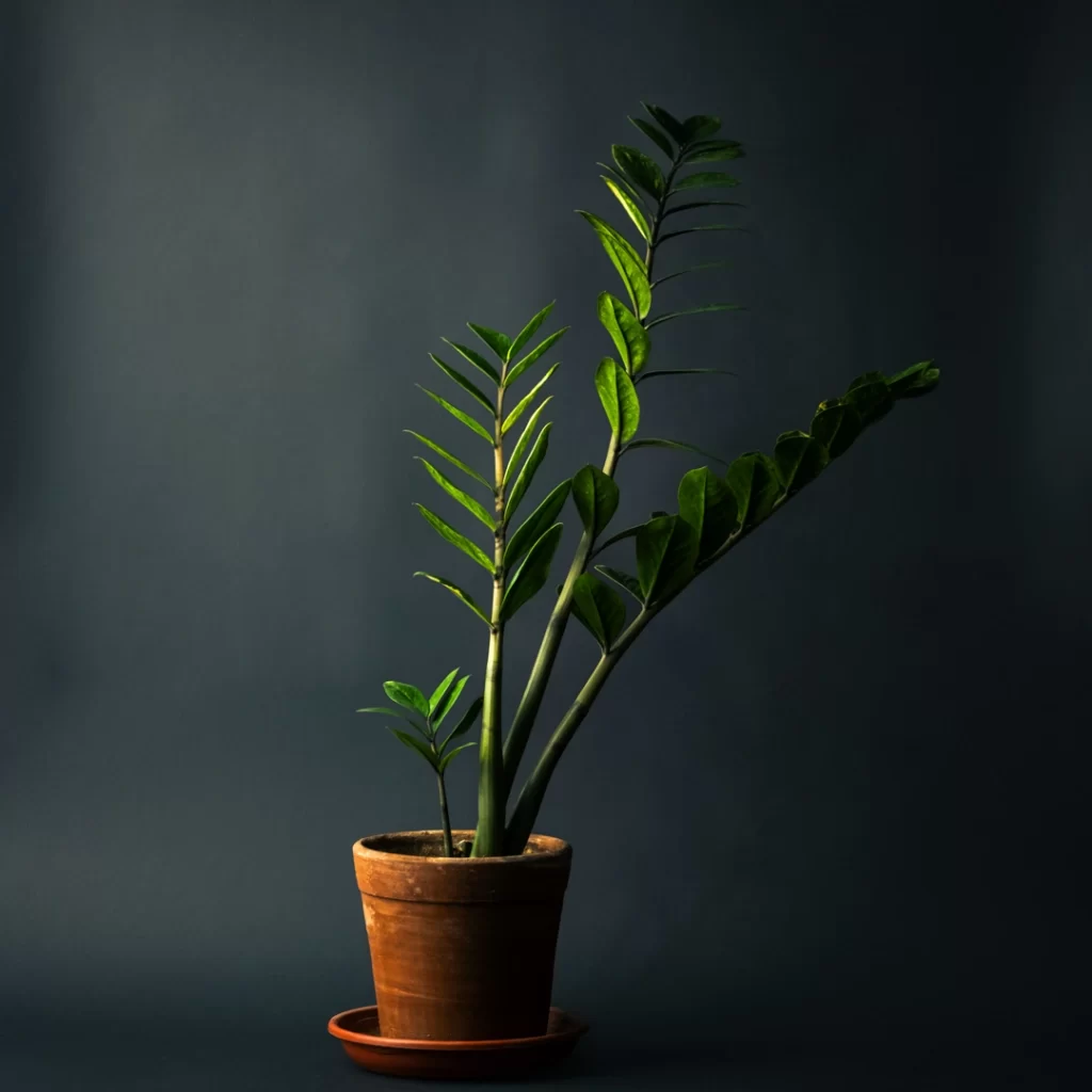 زاموفیلیا ابلق